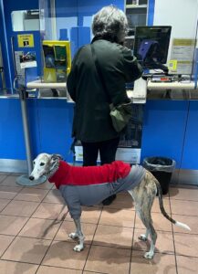 un greyhound alle poste - Micol Grasselli